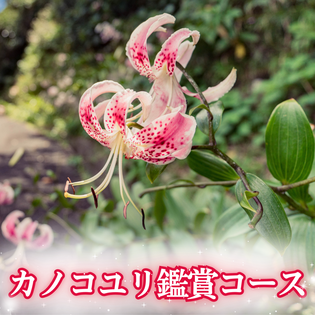 【カノコユリ鑑賞コース2025】観光バスでめぐる日帰りセットプラン