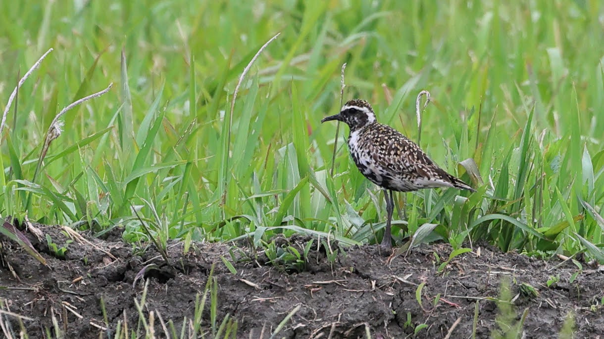 ガイド付き野鳥散策