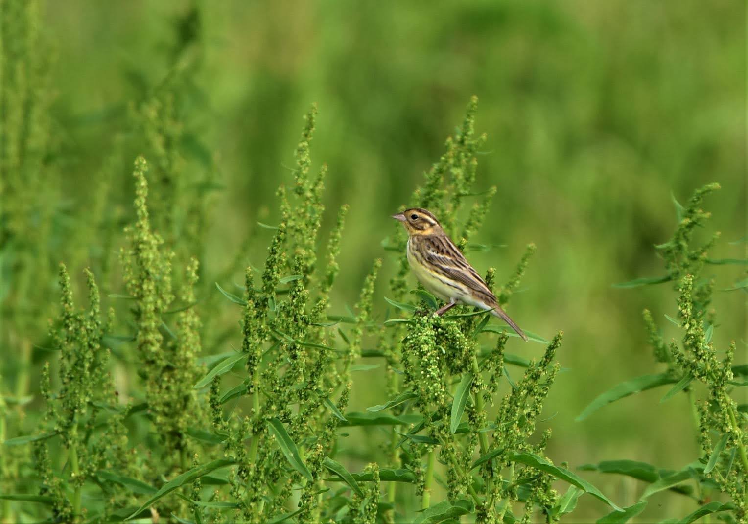 ガイド付き野鳥散策