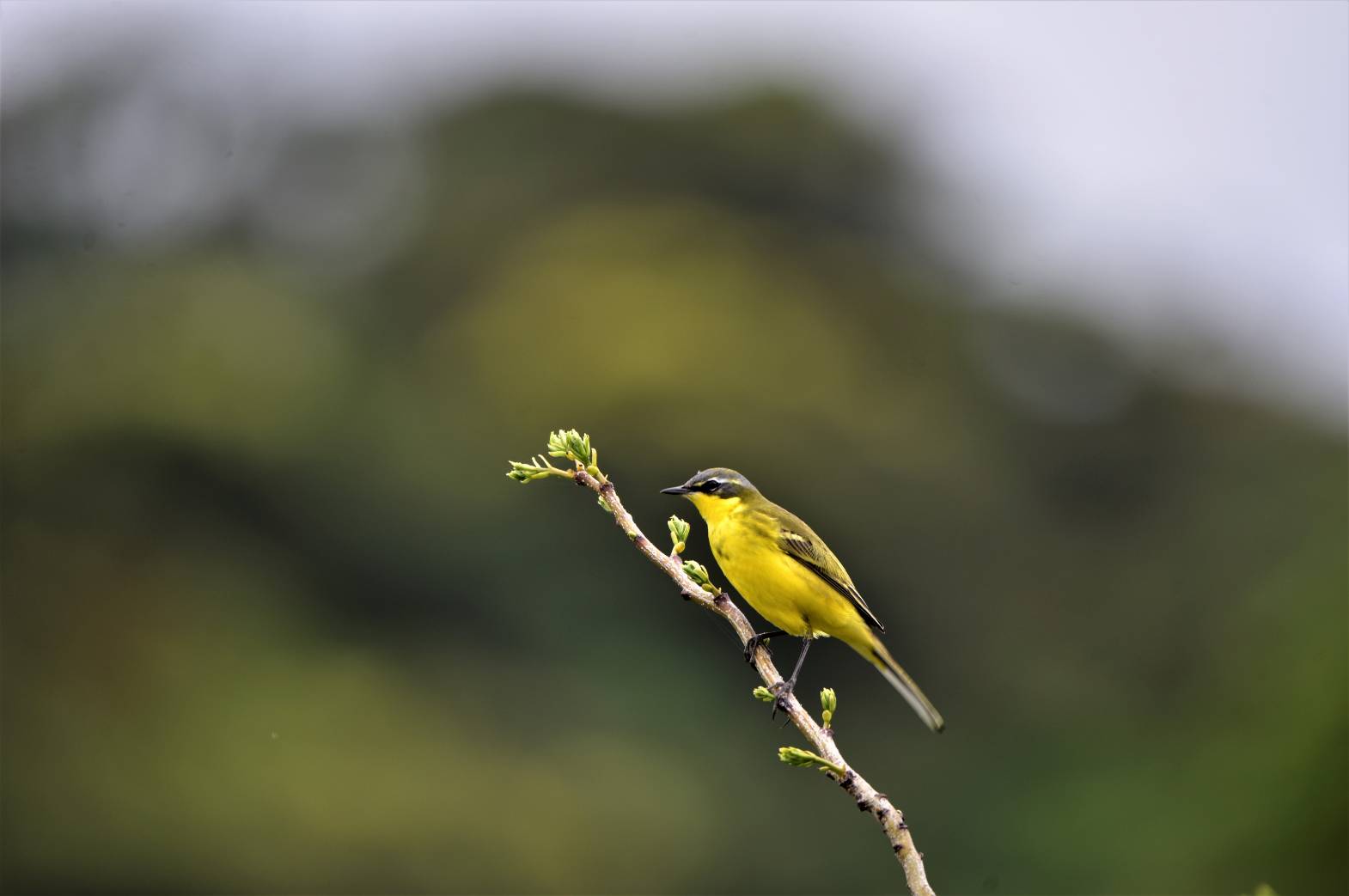 ガイド付き野鳥散策